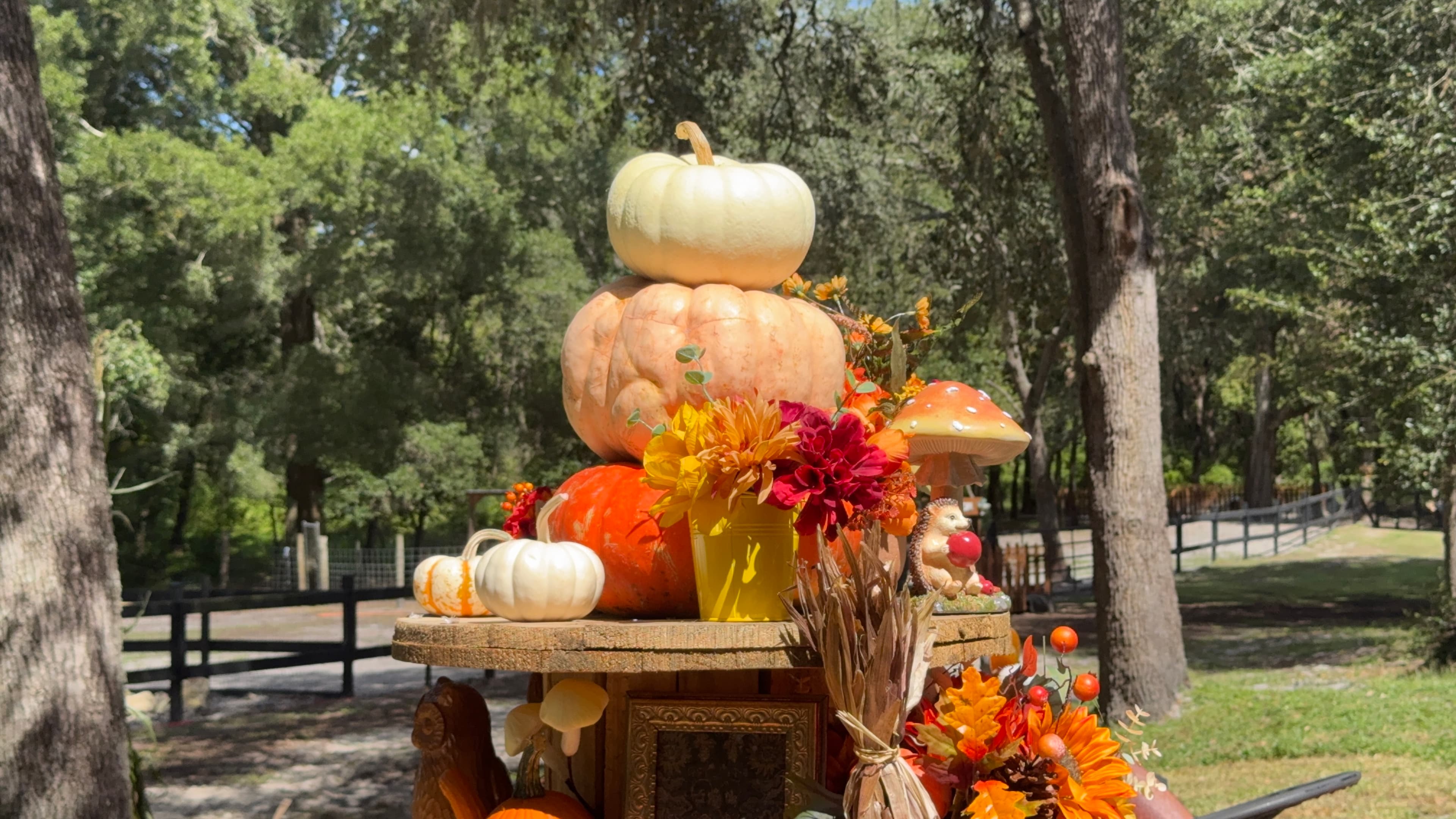 Fall Season at WaffleFamily Farm