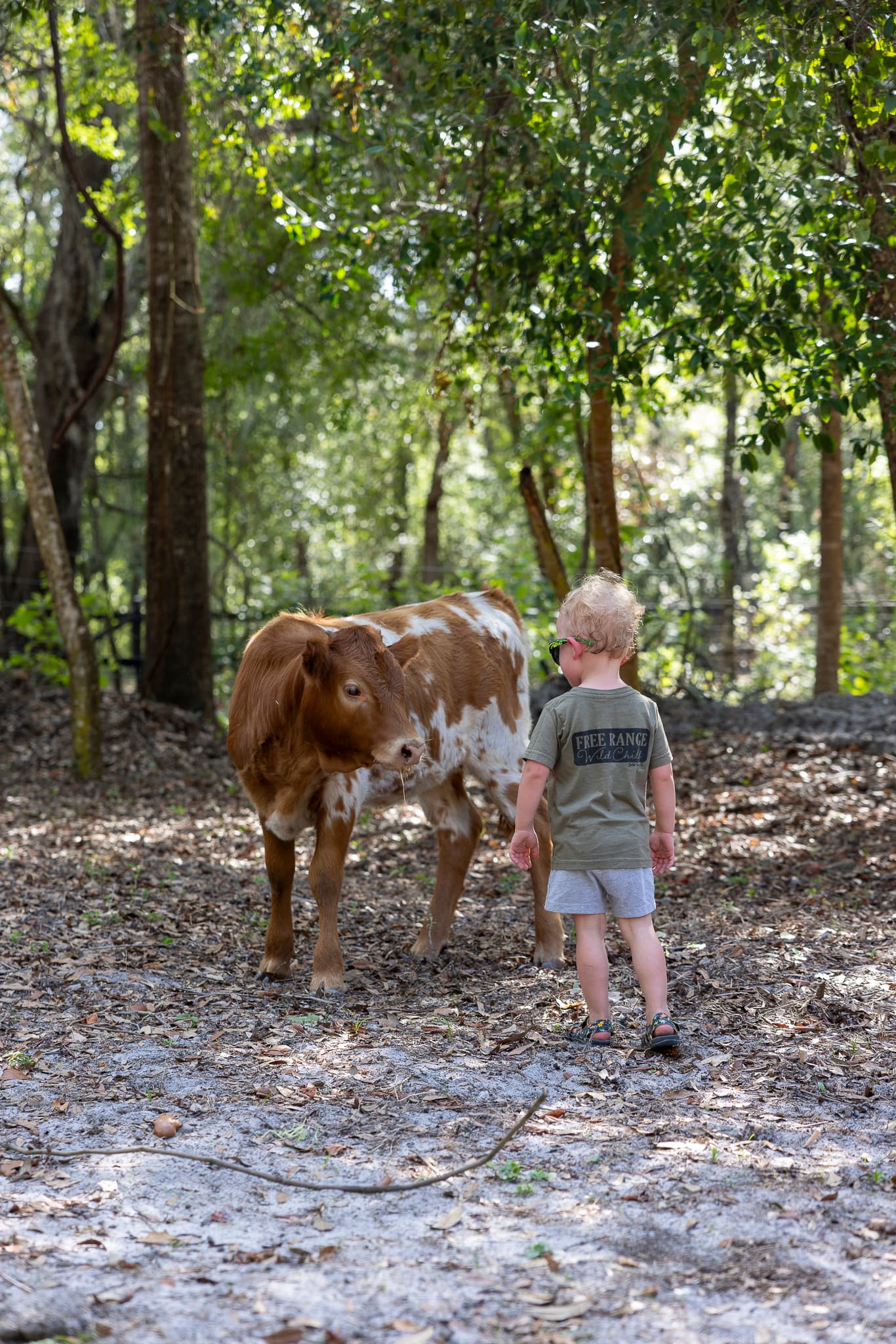 Toddler in green shirt stands in woods looking at a brown and white spotted calf.