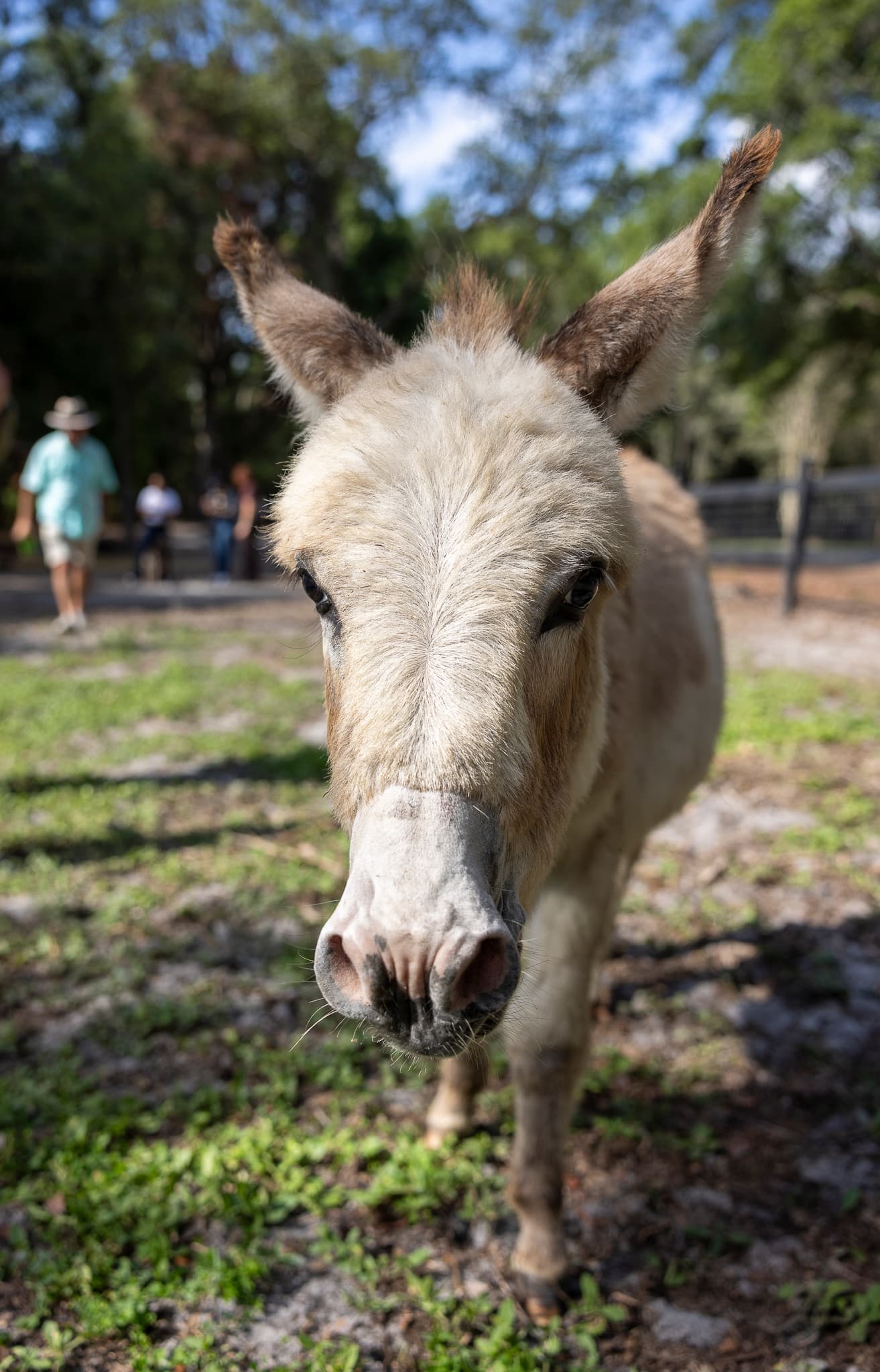 A fuzzy, light-colored donkey stands in a grassy field, looking directly at the camera.