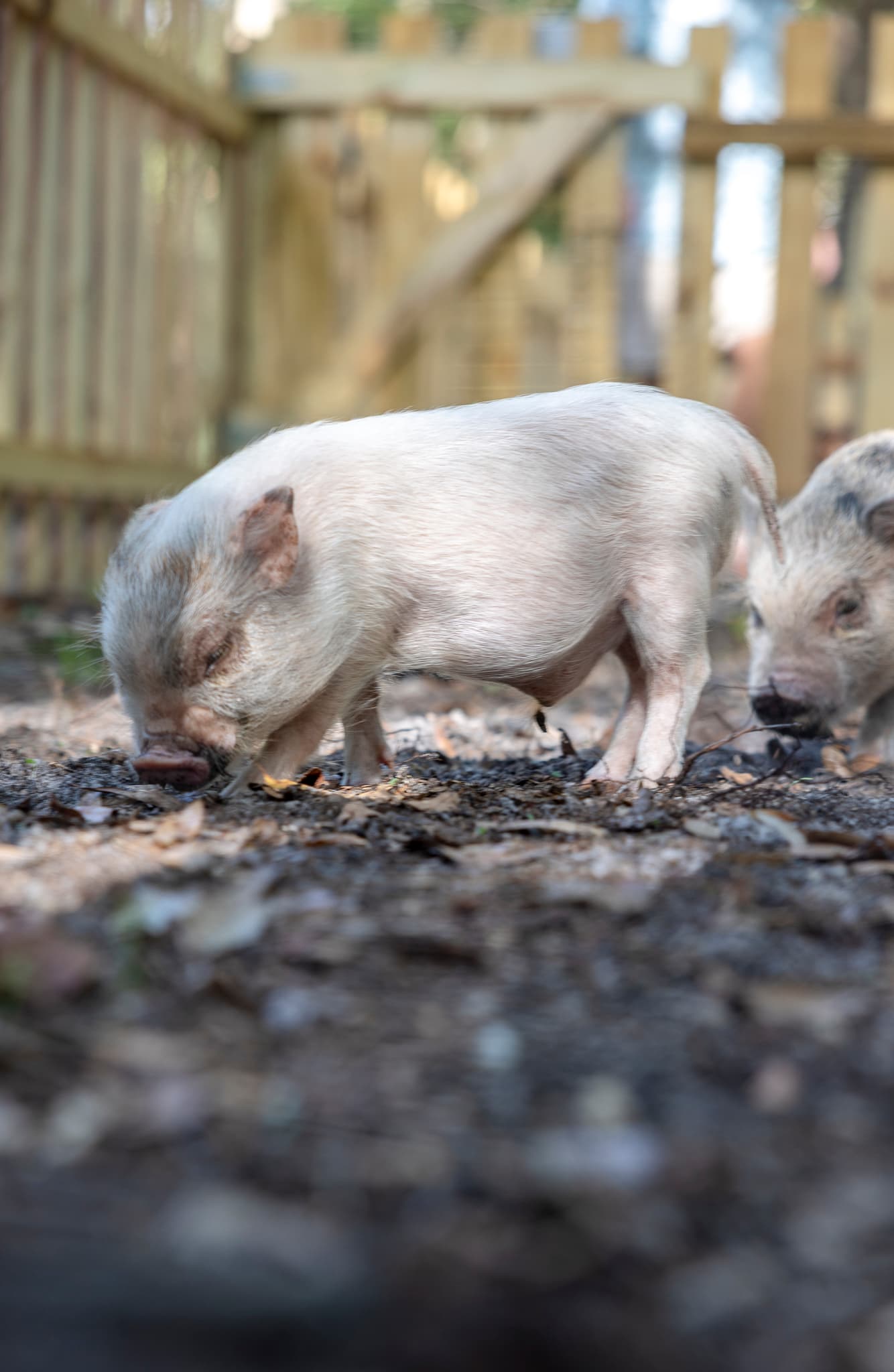 Small white piglet sniffs the ground in a sunny outdoor pen with wooden fencing.