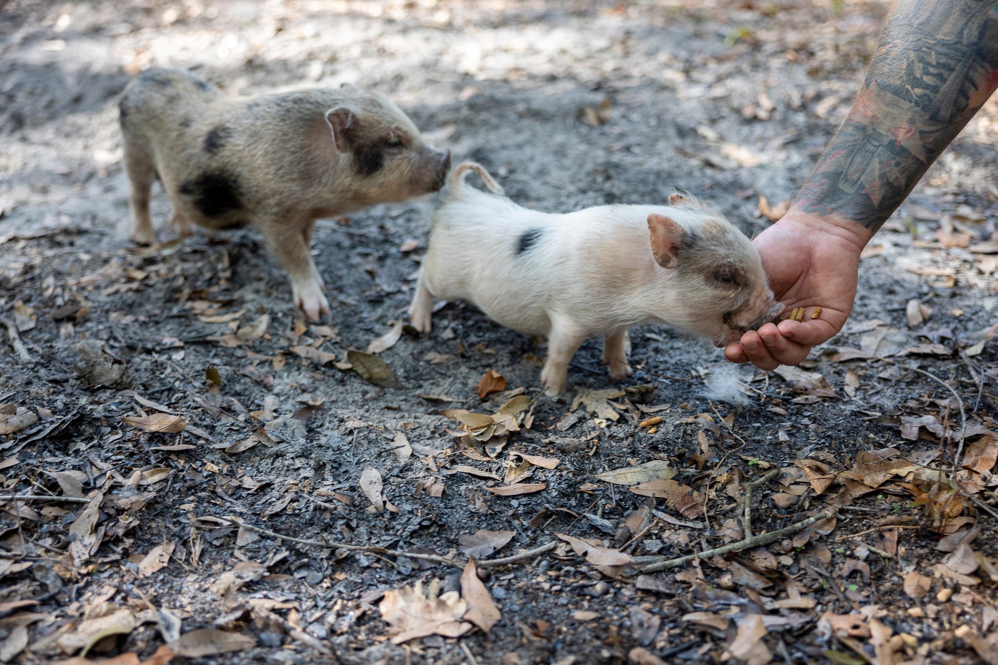 Two small spotted piglets on dirt, one eating food from a person's tattooed hand.