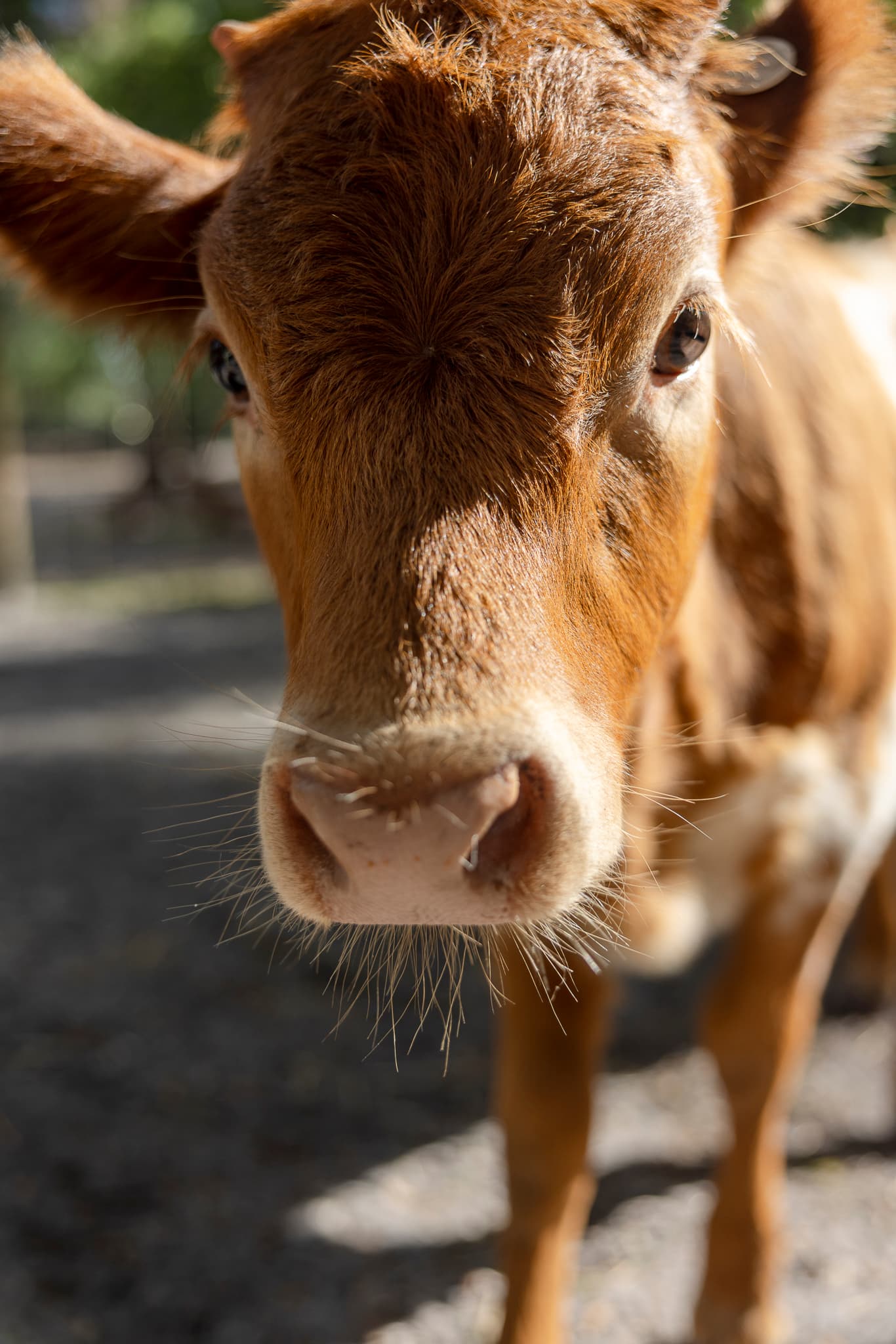 Close-up of a brown calf's face with a pink nose, whiskers, and dark eyes.