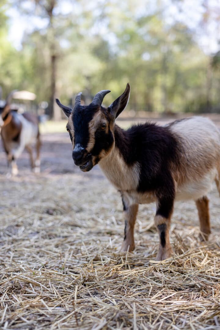 Small black and brown goat with horns standing on straw in a sunny outdoor setting.